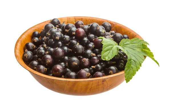 Ribes nero — Foto Stock