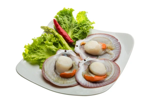 Raw fresh scallop — Stock Photo, Image