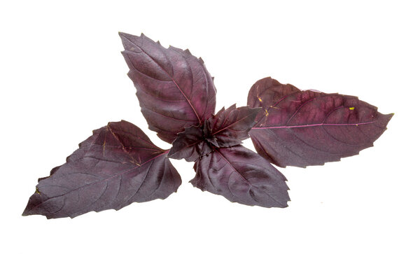 Red basil leaves