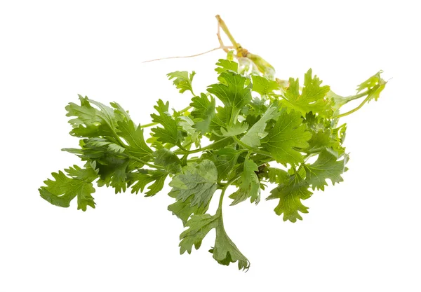 Cilantro fresco —  Fotos de Stock