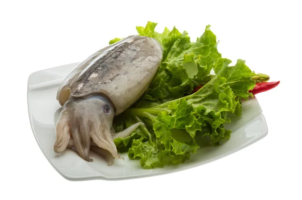 Rohe Tintenfische — Stockfoto