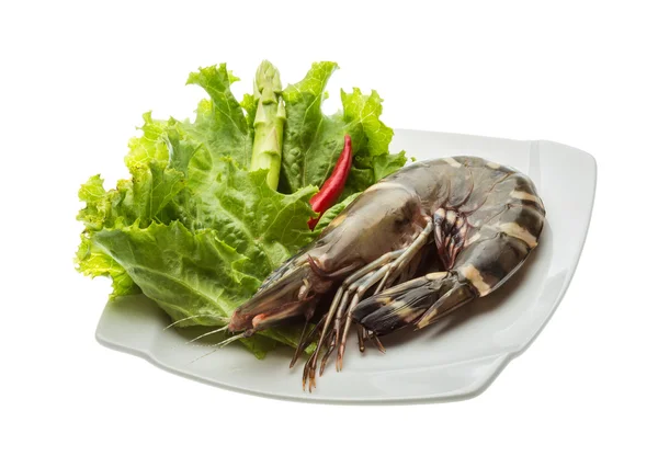 Udang harimau — Stok Foto