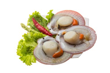 ham taze deniz tarağı