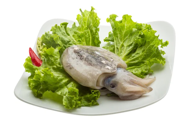 Rohe Tintenfische — Stockfoto