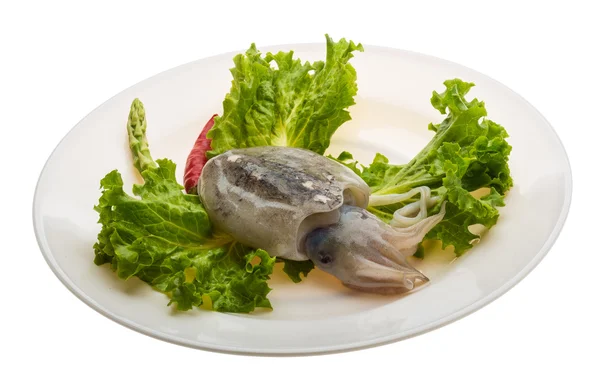 Raw cuttlefish — Stock Photo, Image