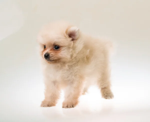 Špic Pomeranian puppy — Stock fotografie