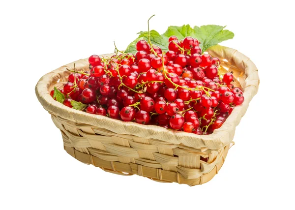 Red currant — Stock Photo, Image