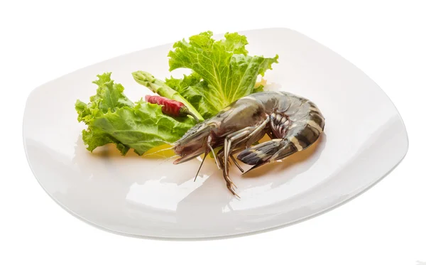 Tiger prawn — Stock Photo, Image