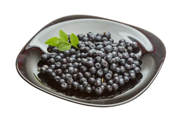 Blueberry segar — Stok Foto