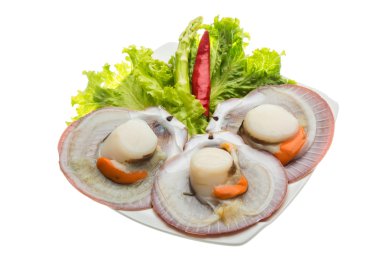 ham taze deniz tarağı