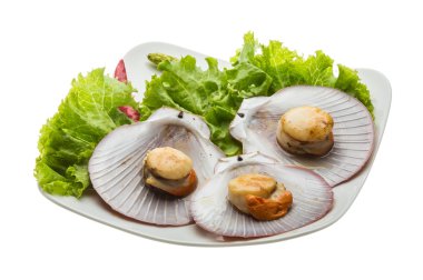 ham taze deniz tarağı