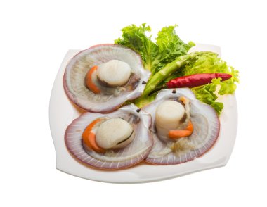 ham taze deniz tarağı