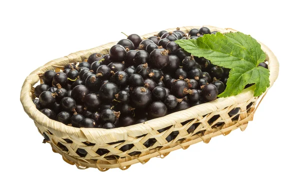 Black currant — Stock Photo, Image