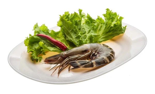 Tiger prawn — Stock Photo, Image