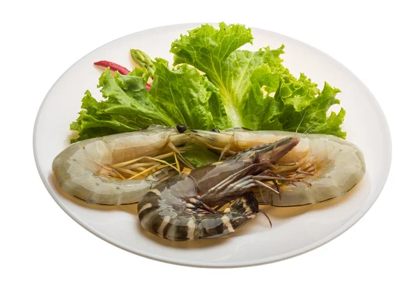 Crevettes roi et jambe d'eau — Photo