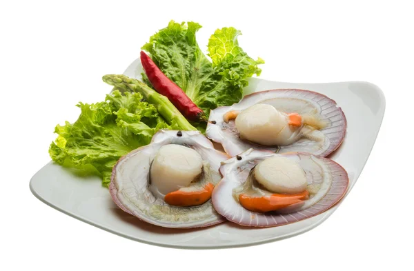 Raw fresh scallop — Stock Photo, Image