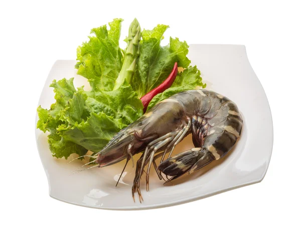 Langostino tigre — Foto de Stock