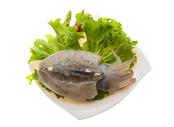 Rohe Tintenfische — Stockfoto