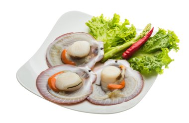 ham taze deniz tarağı