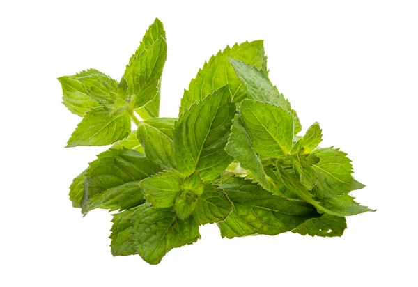 Mint leaves — Stock Photo, Image