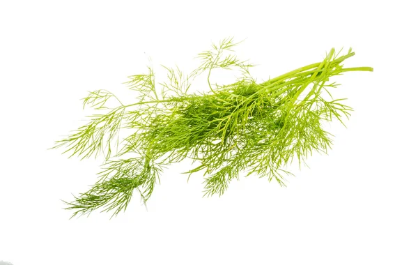 Dill branch — Stockfoto