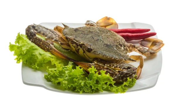 Raw crab — Stock Photo, Image
