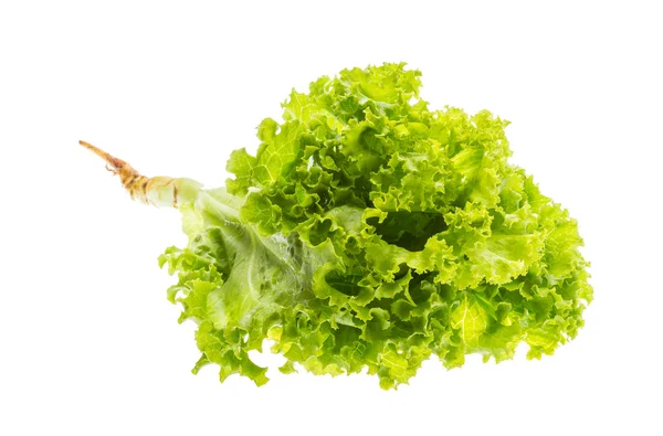 Salatblätter — Stockfoto