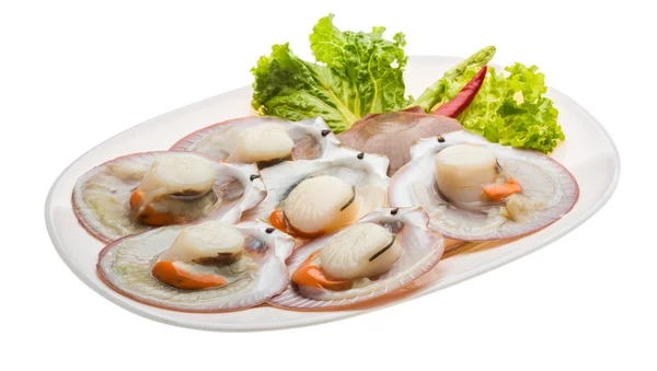 Raw fresh scallop — Stock Photo, Image