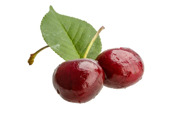 Gean - cherry — Stockfoto