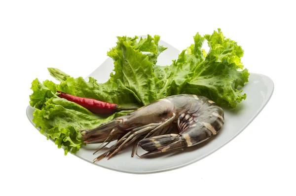 Langostino tigre — Foto de Stock