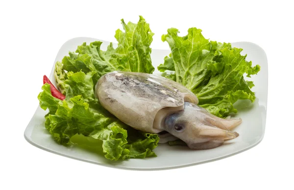 Rohe Tintenfische — Stockfoto