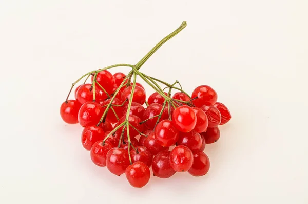 Κόκκινο Γλυκό Νόστιμο Και Ζουμερό Viburnum Μούρα — Φωτογραφία Αρχείου