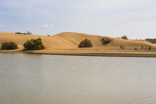 Oasi a Maspalomas Dunas — Foto Stock