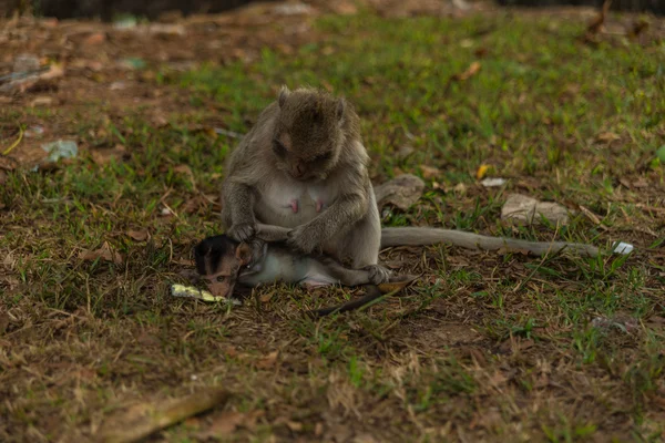 Monos salvajes —  Fotos de Stock