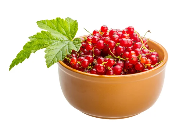 Red currant — Stock Photo, Image