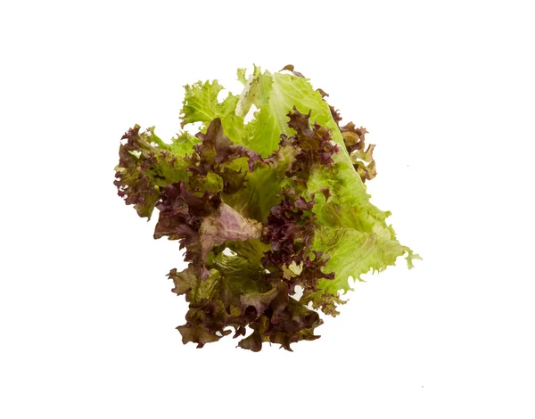 Φύλλα σαλάτας — Φωτογραφία Αρχείου
