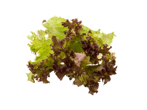 Salad leaves — Stock Photo, Image