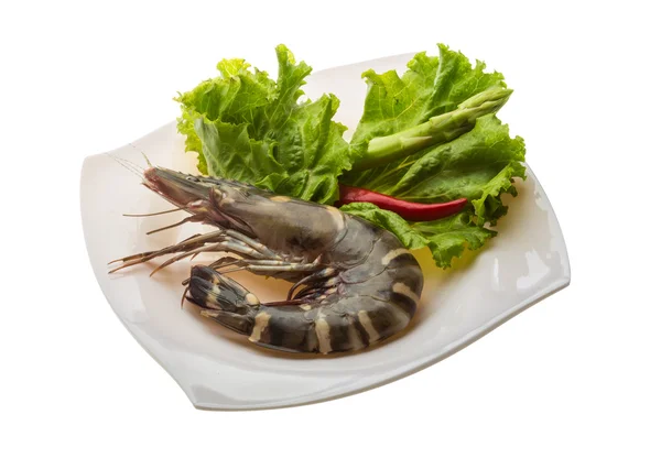 Tiger prawn — Stock Photo, Image