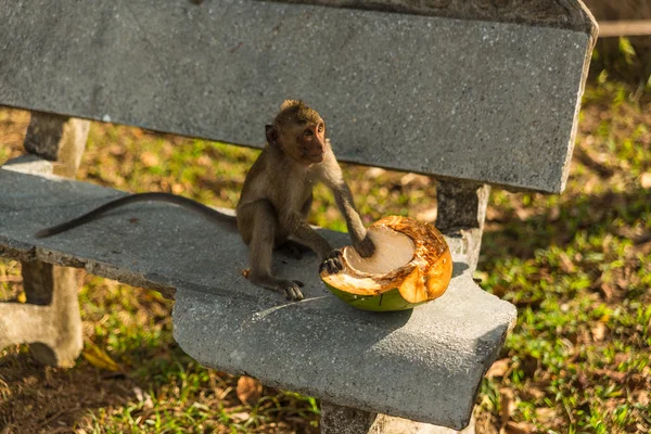 Wilder Affe — Stockfoto