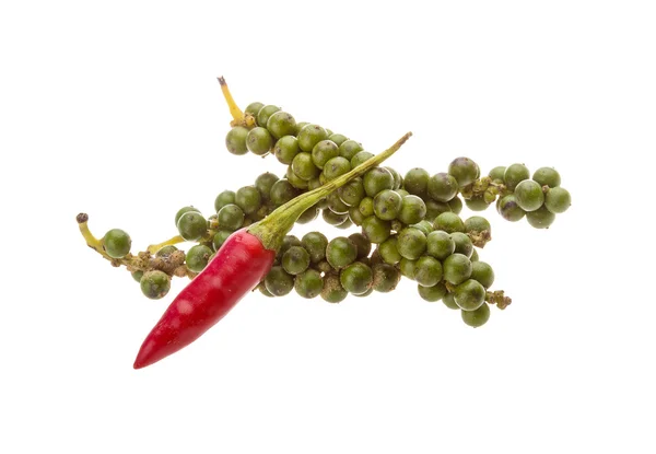 Kampot pepper — Stock Photo, Image