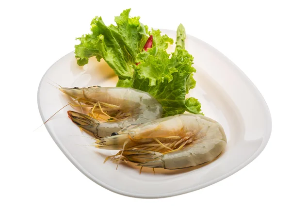 Tiger prawn — Stock Photo, Image