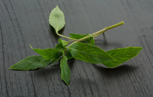 Bergamotka liści — Zdjęcie stockowe