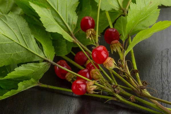 Stone bramble — Stock Photo, Image