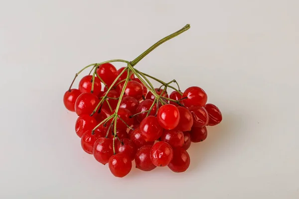 Rosso Dolce Gustoso Succoso Bacche Viburnum — Foto Stock
