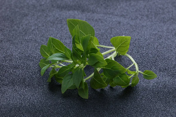 Jonge Verse Groene Basilicum Bladeren Aroma — Stockfoto