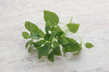 Taze taze fesleğen yaprakları aroması