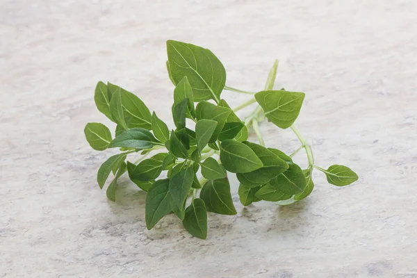 Aroma Junger Frischer Grüner Basilikumblätter — Stockfoto