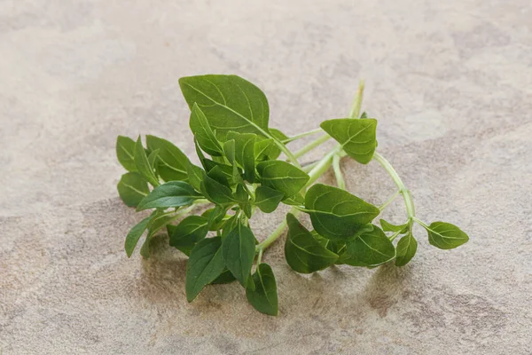 Unga Färska Gröna Basilika Blad Doft — Stockfoto