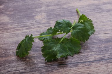 Çiğ yeşil aromalı kişniş yapraklı otlar