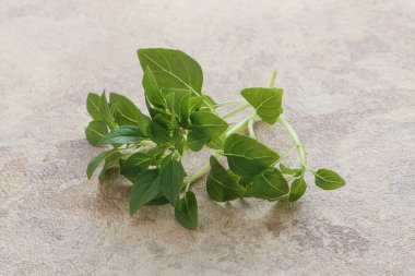 Taze taze fesleğen yaprakları aroması